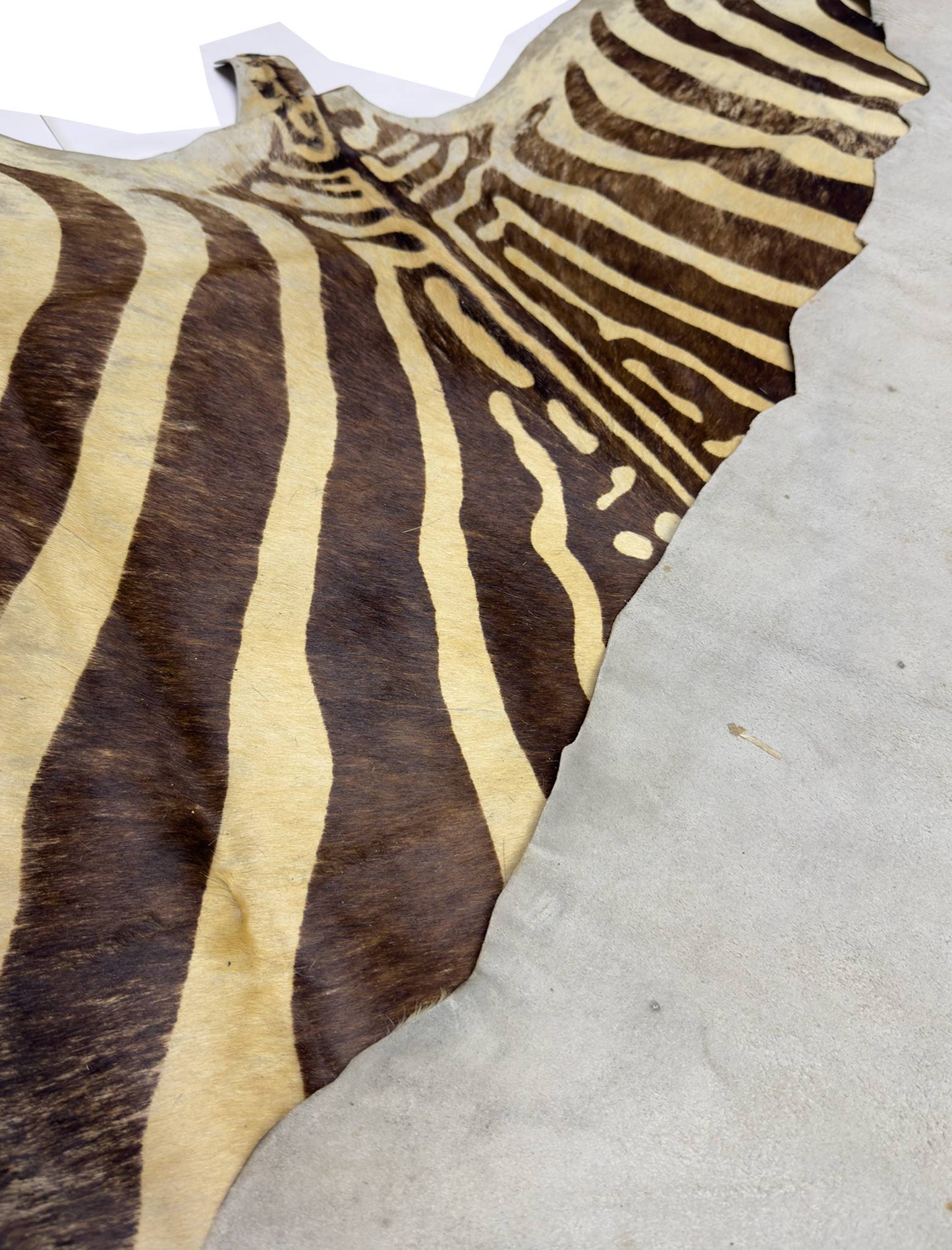 Zebra Skin - 6.5 x 6.5 ft